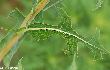 Prickly lettuce leaf underside