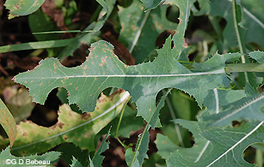 Prickly lettuce leaf