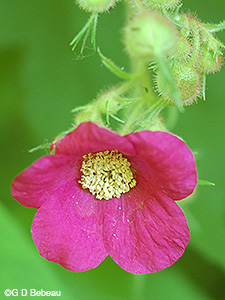 Purple Flowering Raspberry
