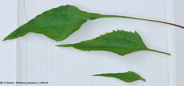 leaf comparison