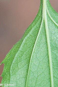 leaf underside