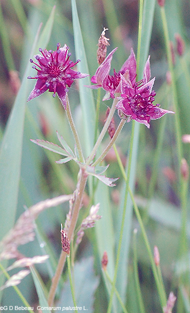 inflorescence