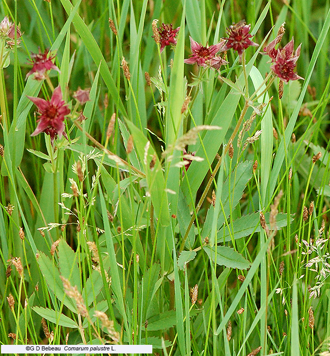 plant image