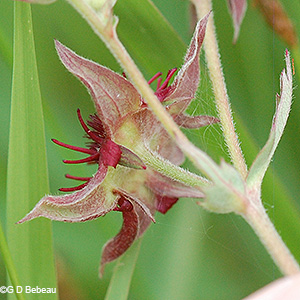 flower calyx