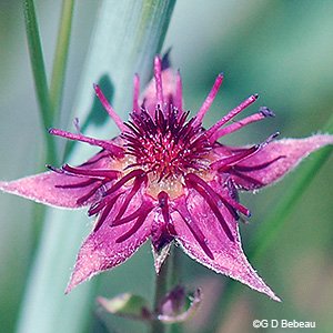 flower detail