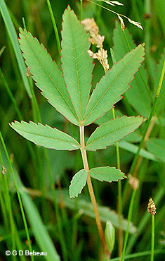 leaf