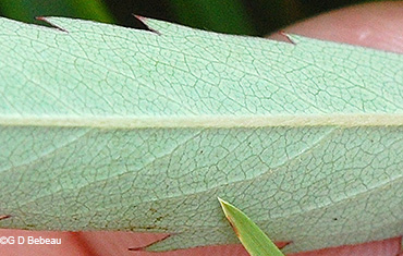 Leaf underside