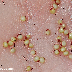 seeds