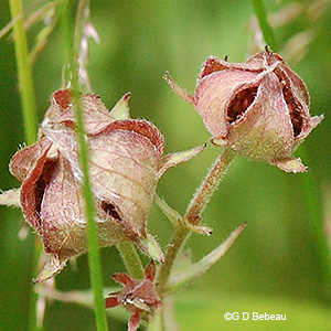 Seed capsule