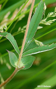stipule
