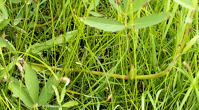 horizontal stem