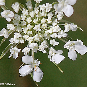 flower detail