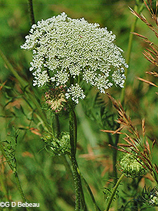 Queen Anne's Lace
