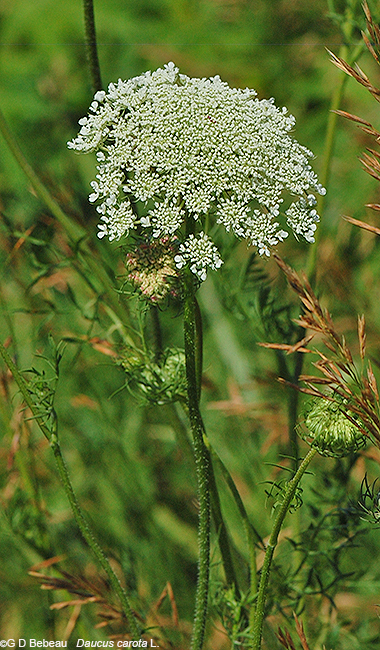 Queen Anne's Lace