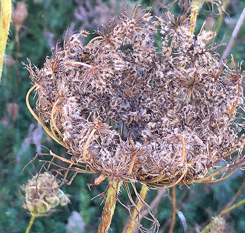 maturing birds nest seed heat