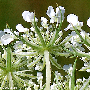 umbellet underside
  
