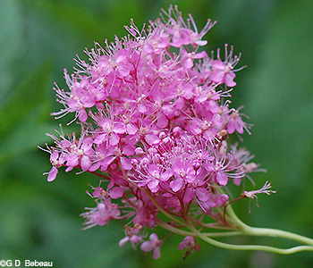 Queen of the Prairie flower