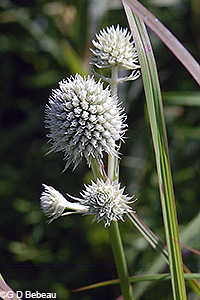 Rattlesnake Master