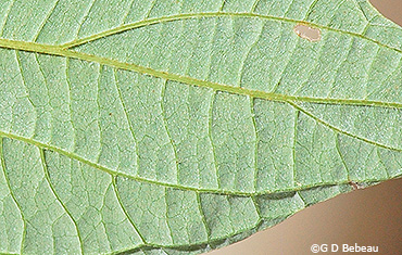 leaf underside