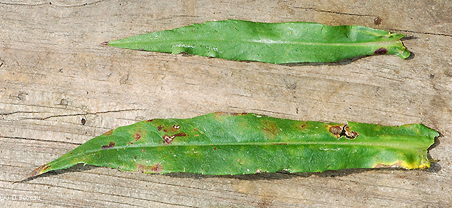 stem leaf comparison
