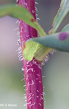 Stem detail