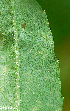 leaf underside