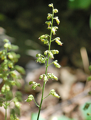 inflorescence