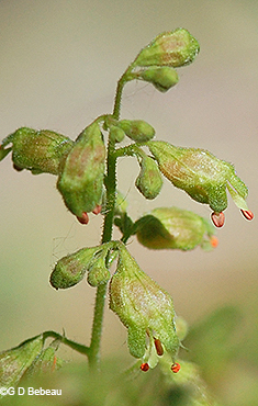 inflorescence