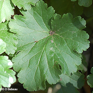 leaf