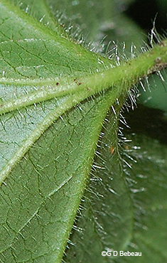 leaf underside