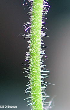stem