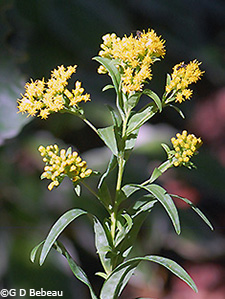 Riddell's Goldenrod
