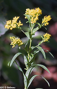 Riddell's Goldenrod