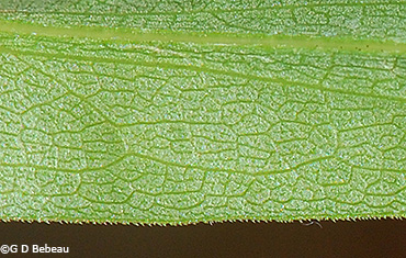 leaf underside
