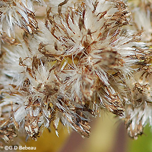 Seed head