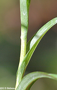 Stem leaf sheath