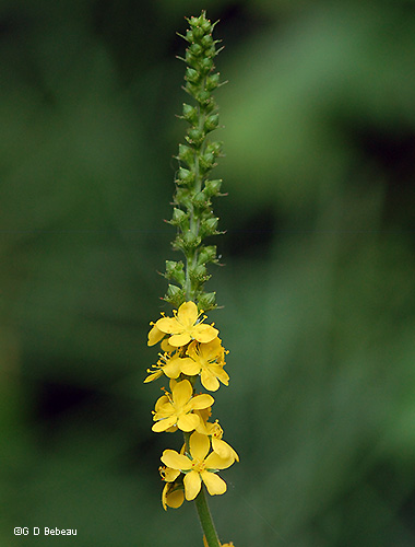 Inflorescence