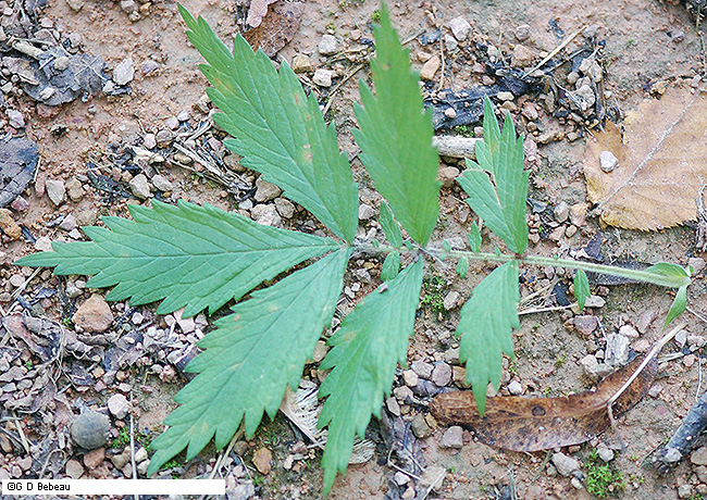 lower stem leaf