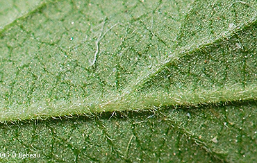 leaf underside