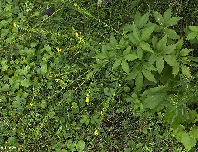 full plant