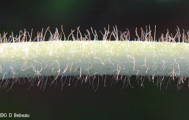 stem