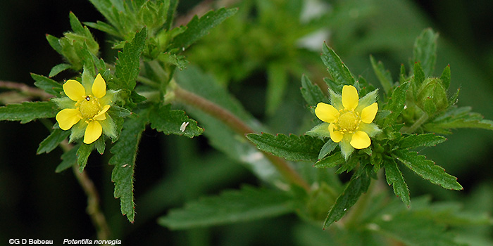 Rough Cinquefoil