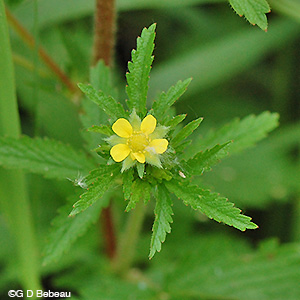 Rough Cinquefoil flower