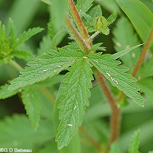 Rough Cinquefoil leaf