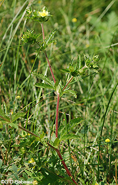 Rough Cinquefoil plant
