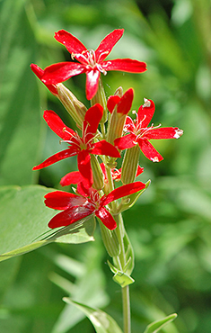 Royal Catchfly