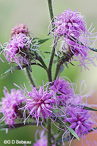 Scaly Blazing Star