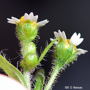 Phyllaries