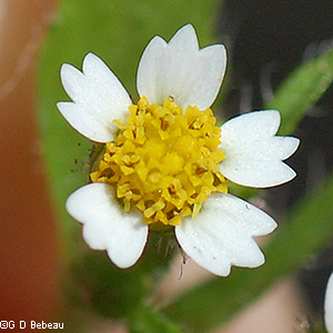 Flower head