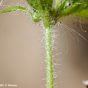 Stem